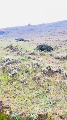 Hamro buhari le mero didi ra malai tara shitara name le bolauxan tara ko badala ma dai shanga git gaudai buki bari ma#khotangnepal❤️🇳🇵🙏 #