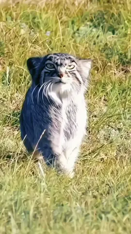 Kucing palas adalah kucing liar berukuran sedang yang hidup di hutan-hutan Asia Selatan dan Tenggara, termasuk Indonesia. Hewan ini dikenal juga dengan nama kucing batu atau Asian golden cat (Catopuma temminckii). Ciri-cirinya yaitu memiliki bulu berwarna cokelat keemasan atau kemerahan, tubuh berotot, dan ekor panjang. Kucing palas bersifat pemalu, soliter, dan aktif di malam hari (nokturnal). Makanannya berupa burung, tikus, reptil, dan mamalia kecil lainnya. Kucing palas berperan penting dalam ekosistem sebagai pemangsa alami yang membantu menjaga keseimbangan populasi hewan kecil di hutan. Sayangnya, populasinya kini terancam akibat hilangnya habitat dan perburuan liar. #CapCut #animal #hewan #fyp #pallascat 