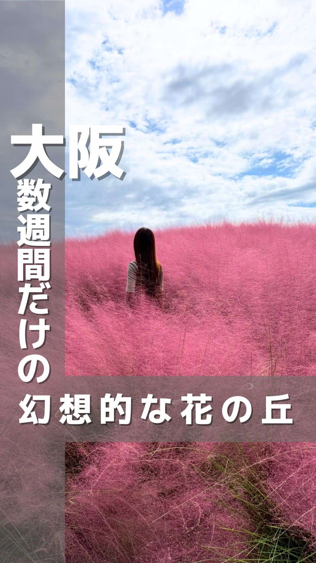詳細はこちら👇 数週間だけの幻想的な花の丘✨ 約15万本の色とりどりのコスモスや約3,600株のコキアの紅葉が見れるよ👀 他の投稿はこちら💁‍♀️ @_takayumi_trip ………………………………………………. コスモス・コキアフェスタ 2025年10月4日（土）～ 11月3日（月・祝）※期間中無休 ※期間中無休 📍万博記念公園 大阪府吹田市千里万博公園 💴大人	　260円 小中学生	80円 未就学児	無料 🕐9:30〜17:00 🚃大阪モノレール「万博記念公園駅」徒歩数分 定休日:水曜日 コキア・コスモス・ミューレンベルギアがあるのは『花の丘』 公園入り口から徒歩10分ほど ………………………………………………. たかゆみフウフ【関西おでかけ】 @_takayumi_trip ▶︎毎週末遊びほうけの夫婦 ▶︎関西のお出かけ情報を発信 ▶︎トレンドが好きな嫁と穴場が好きな夫 マニアックな情報も発信してるのでフォローしてね♪ いいね・コメント・保存励みになります🙏 ………………………………………………. #大阪おでかけ #コスモス #コキア #紅葉 #万博記念公園 
