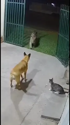 Vor məsi 💪🏻✊🏻🙌🏻🤘🏾 #fpy #məsi #pişik 