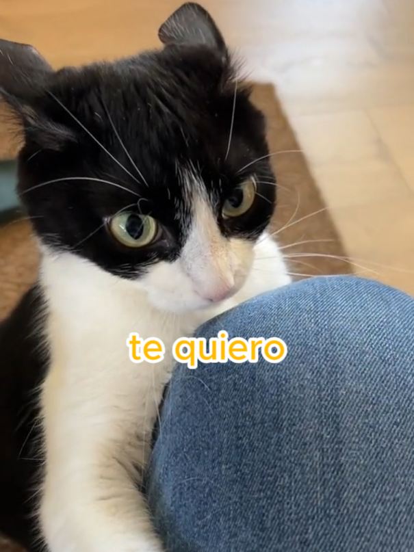 Mi gatito me odia? 😿 #catsoftiktok #mascotas #gatos