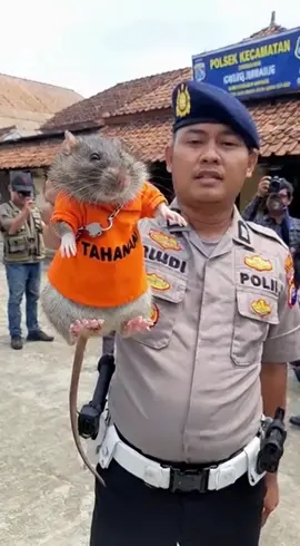 Penangkapan Bos Tikus #sora2 #aivideo 