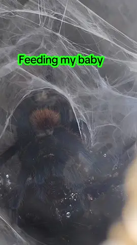 #taranulas #bluebottlegreentarantulas #fypシ゚viral #viral #spidermom 