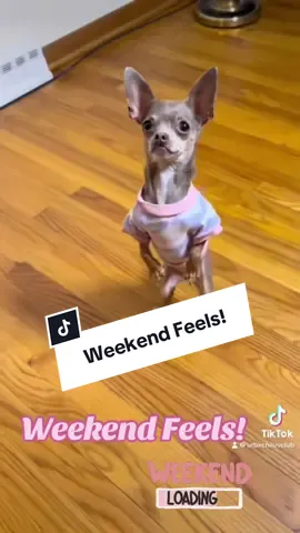#rescue #dance #dog #chihuahua #fyp   