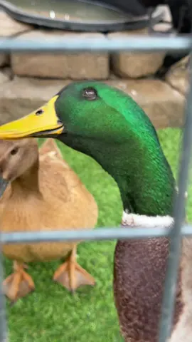 Ducks head tilt 🦆 #ducks #ducksoftiktok #backyardflock #petduck #homesteading 