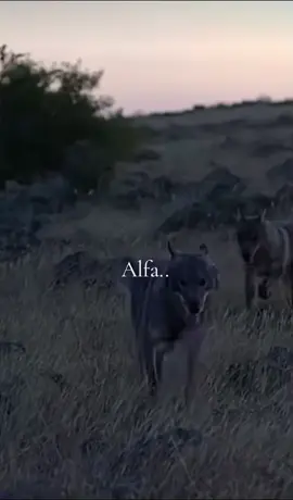 #alfa✊ 