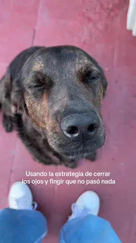 #trend #puppy #travesuras #regaño #fyp 