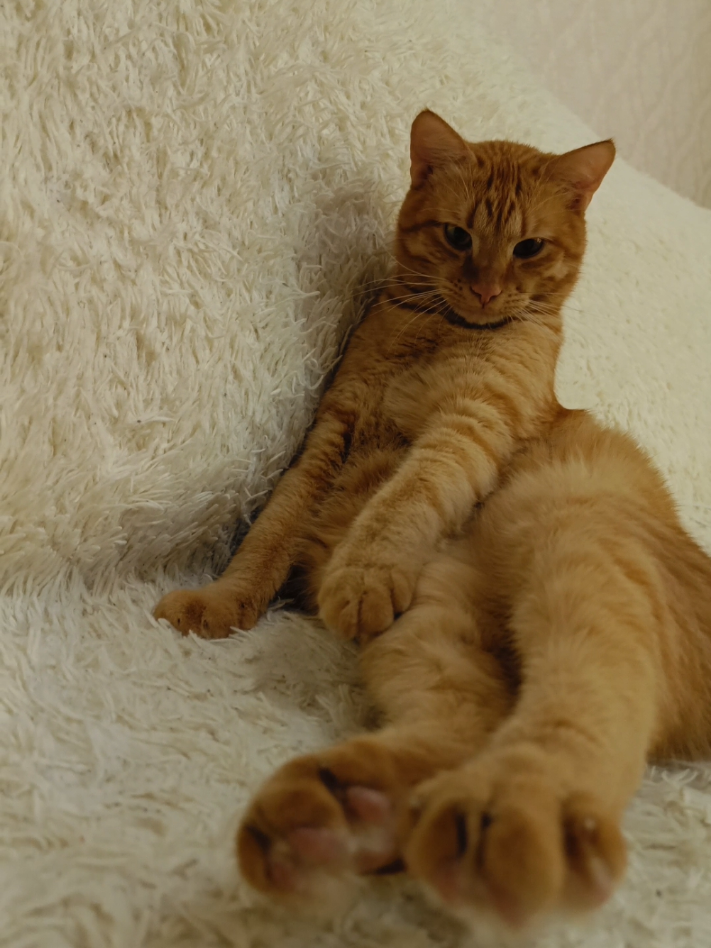 Ну что за булочка 🫠🥰 #catsoftiktok #cutecat #рыжийкот #viralvideos #kesfetteyiz 