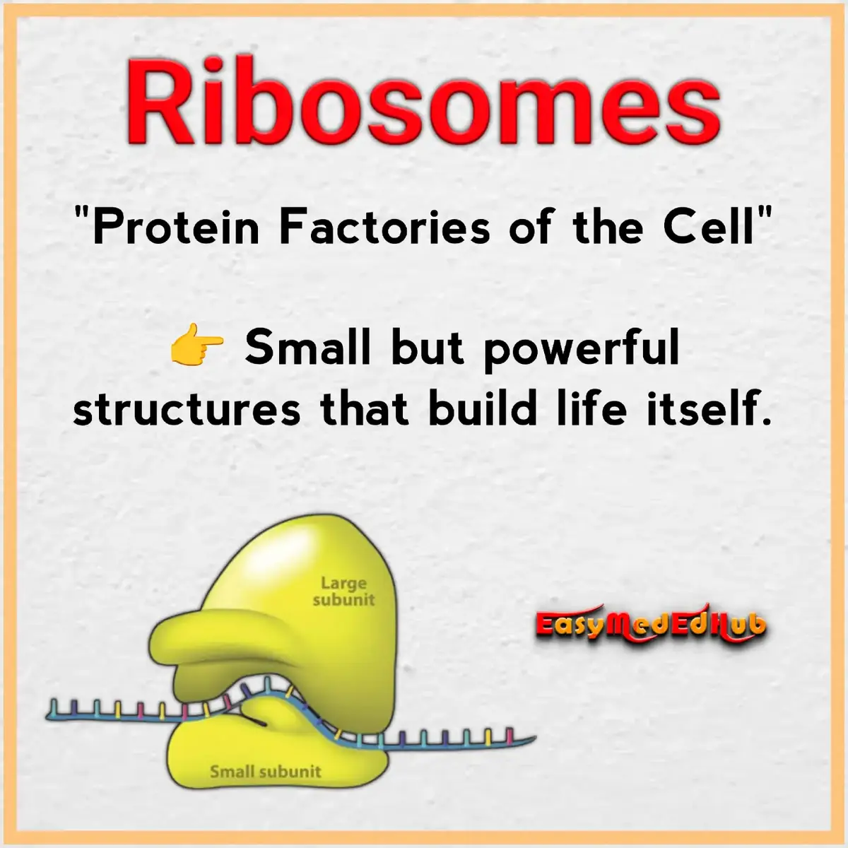 Ribosome the protein factories Explained. #ribosome #easymededhub #tiktok 