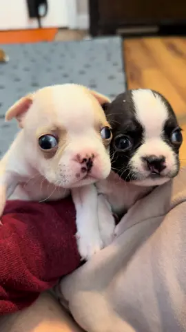 CALLIMG ALL BOSTON TERRIER LOVERS🥰🥰Gilbert and Ozzie🩵