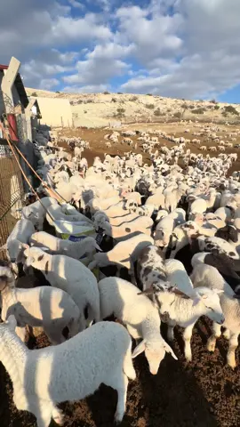 #maşallah #küçükbaşhayvanyetiştiriciligi 