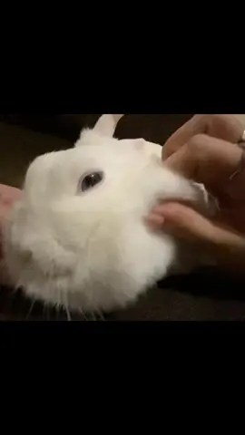 Её мысли — каждый раз, когда я её глажу 🥹 #rebbit🐰 #рекомендации #рекиии 