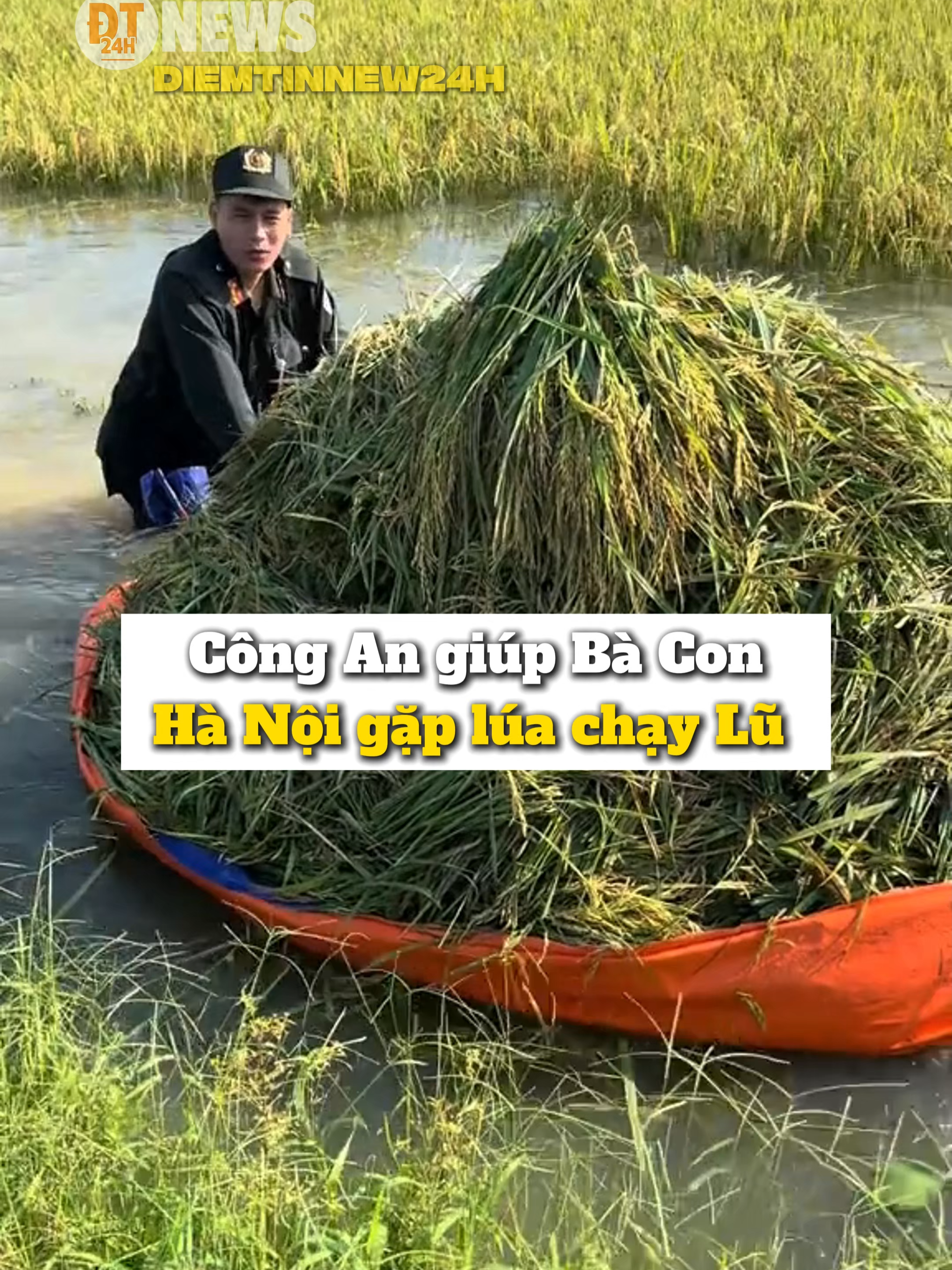 Công an cùng các Chiến sĩ Gặt lúa giúp Bà con Chạy Lũ #diemtinnew24h #tiktoknews #tintuc #mualu #yeuthuong #bodoi