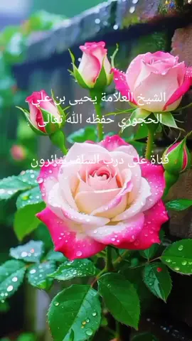الشيخ العلامة يحيى بن علي الحجوري حفظه الله تعالى  قناة على درب السلف سائرون