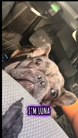 #bulldogsoftiktok #camionesconestilo 