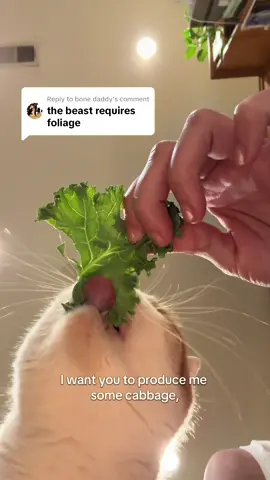 Replying to @bone daddy the beast requires produce #kale #lettuce #produce #cat 
