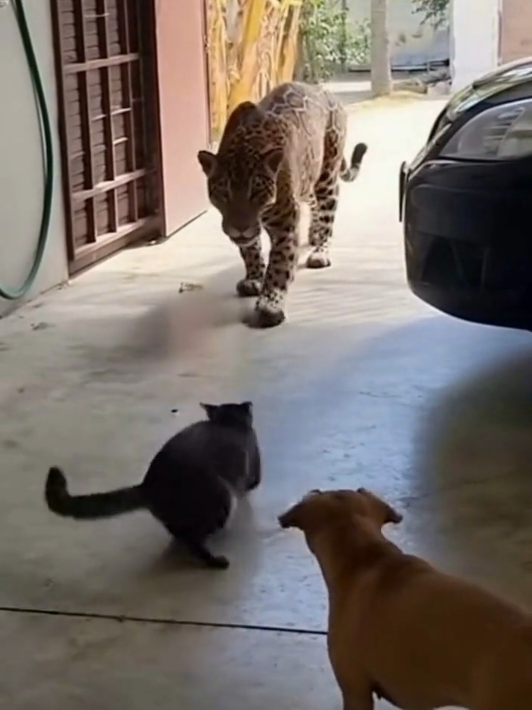 Alguém percebeu?😂😂😂 #humortiktok #humor #meme #animals 