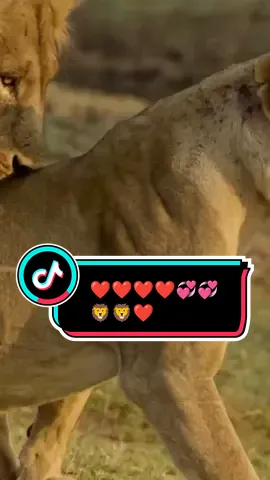 LOVELY 🦁👑🦁💞@Adel' #Love #trending #fyp #1million #likе 