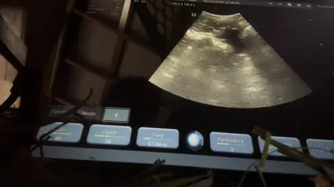 Dry yearling it would be a bit early from the potential exposure I give it a definite maybe 😂