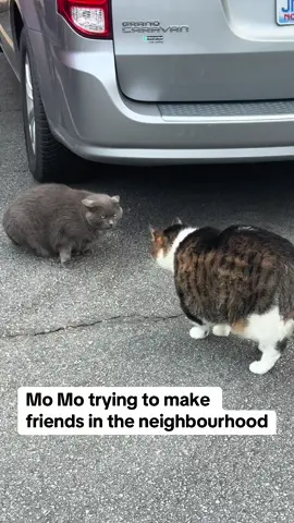Mo Mo is the friendliest cat 🥹#chonk 