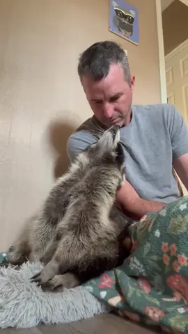 It’s a tough job, but someone has to do it 💪🏼 #cattle #halloween #autumn #raccoon 