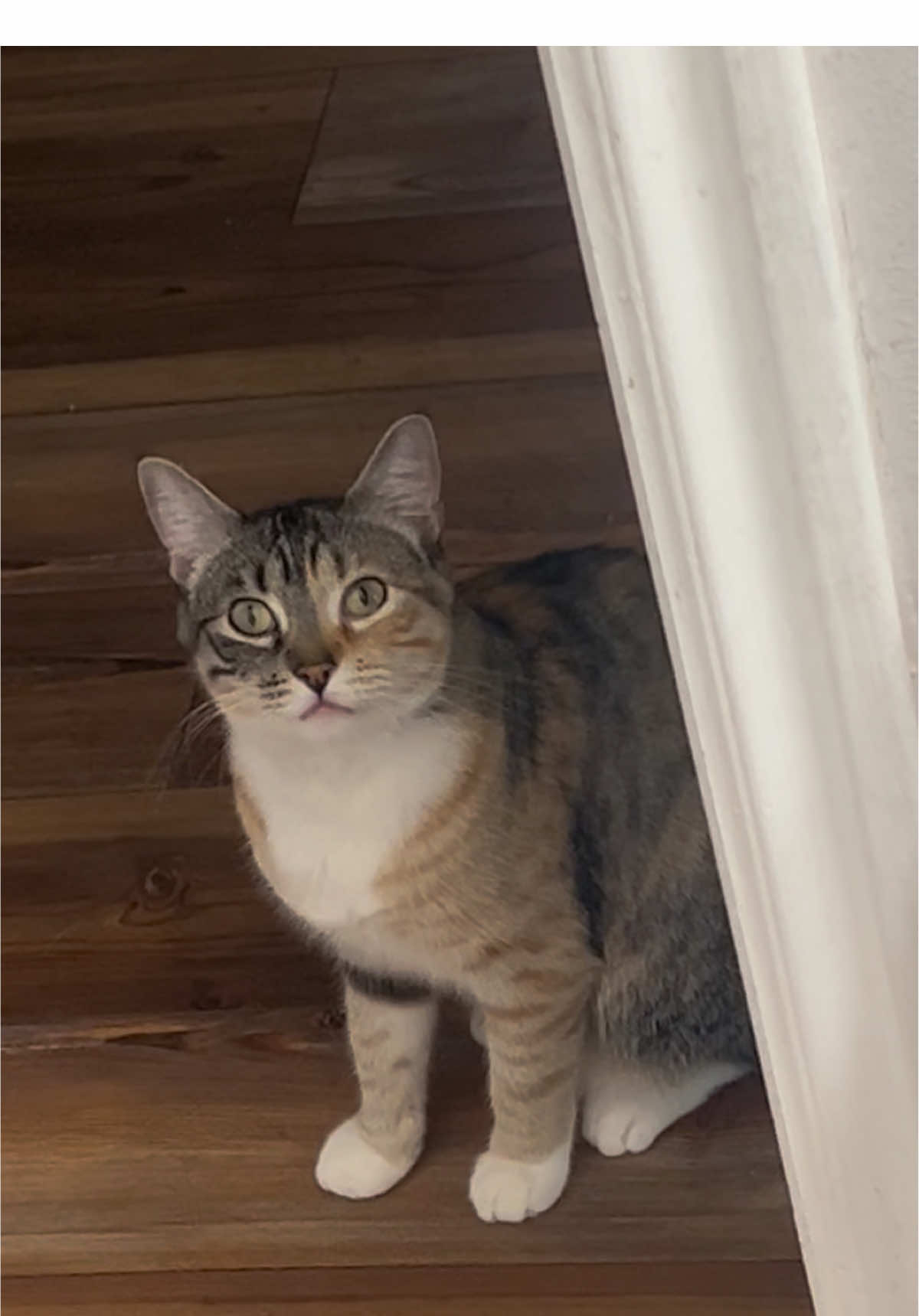 Meet Priscilla my stalking shadow #cats #halloween #clingypet #cutecat #spookyseason 