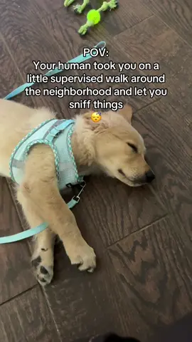 They weren’t kidding when they said sniffing is a puppy’s equivalent to scrolling through tiktok 🤣 #puppy #puppytiktok #puppylife #training #fypツ 