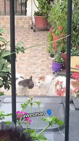aweonao 😾 #cats #gatos #aweonao