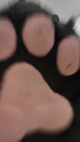 Be careful when you ask to see the paws