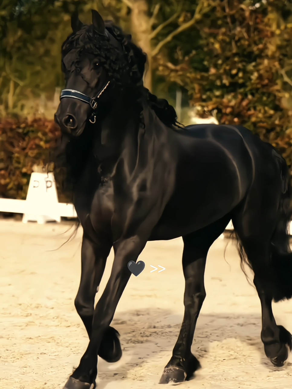 BLACK BEAUTY #blackwhitehorse #creatorsearchinsights #horsewhisperer #obsessed #horsewhisperer_hippophile 