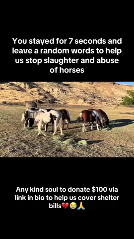 Every kind comment would mean a world to me #horses #shelter #sanctuary #animalsoftiktok #horsefarm       