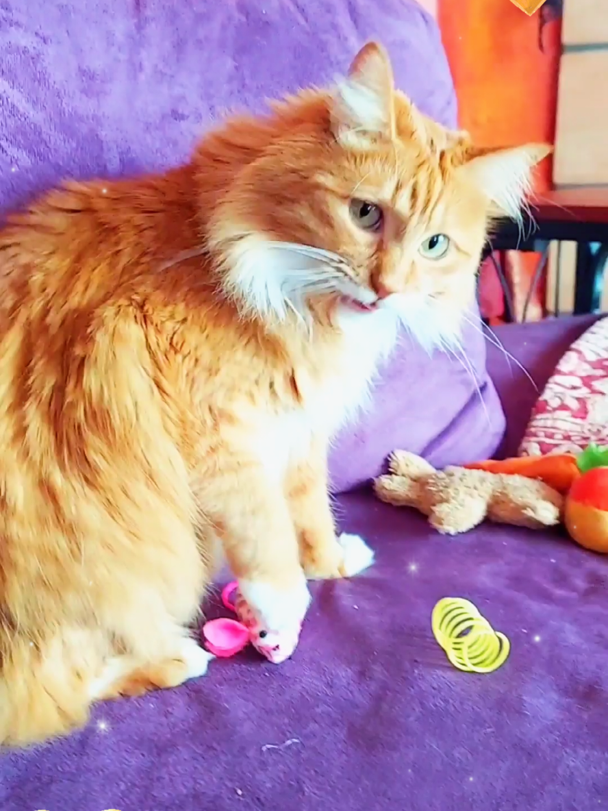 Get it Nugs! 🧡💜  #funny #PetsOfTikTok #orangecat #cute #cat 