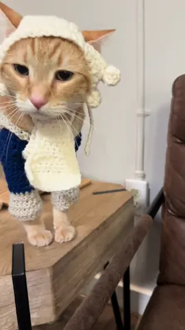 Aaron Purr sir? #hamilton #hamiltonmusical #catsoftiktok #crochet #hamiltontiktok 