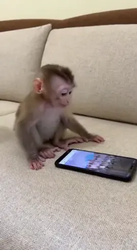 Protect your kids  #brainrot #parenting #monkey #fyp #viral 