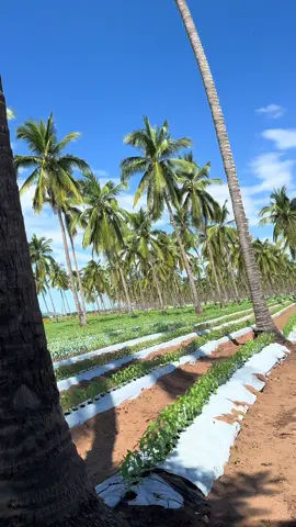 La Agricultura es bella #agricultura #paisajes #palmeras 