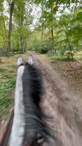 #cheval #equestrian #corgi #horses 