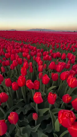 #fffffffffffyyyyyyyyyyypppppppppp #🌷🌷🌷🌷🌷🌷🌷 #foryour #لايك_متابعه_اكسبلور #اعادة_النشر🔃 