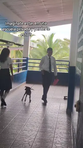 Animales Premium😂 #humor #risas #perro #colegio #panama🇵🇦 