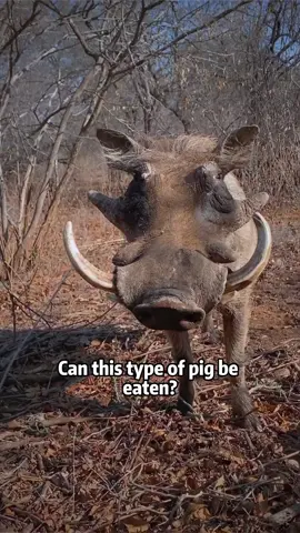 I have a video of you eating for yourself if you don’t believe me #Science #usa #pig 
