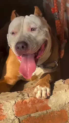 #pitbull #foryoupage #pitbullsoftiktok #bargerallmend🔱 #foryou 