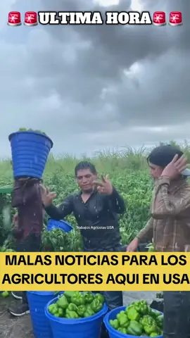 MALAS NOTICIAS PARA LOS AGRICULTORES EN USA#CapCut 