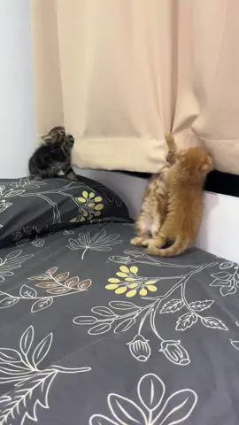 Gorden ke 2 siap2 hancur 😫 #kitten #lepasadopsikucing #kucingpersia #kucingoyen #kucinghitam 