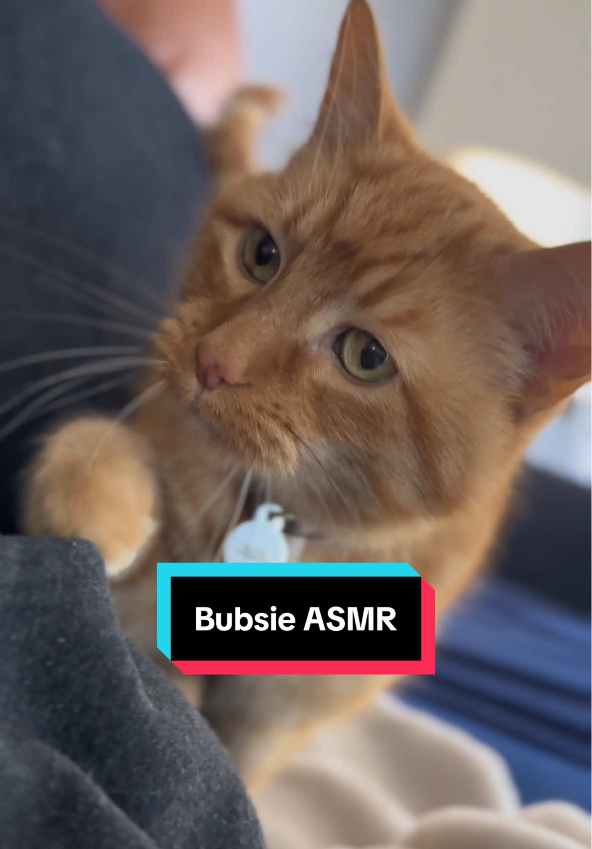 Take a deep breath. Enjoy the Bubsie snugs 🥰 #worldmentalhealthday #talkingcat #orangecatbehavior #orangecatsoftiktok #butterstheorangie 
