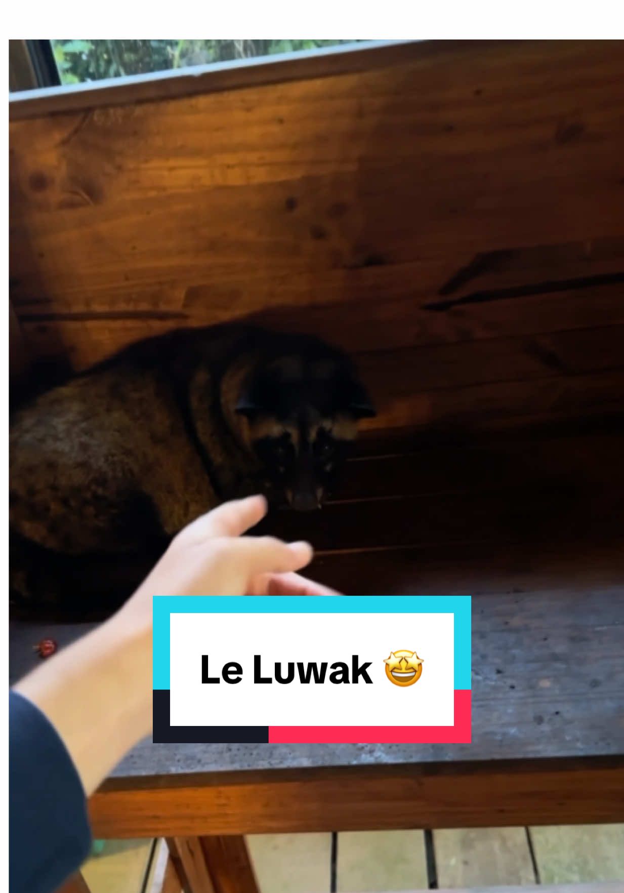 C’est quoi le nom de l’animal ?! #bali #cafe #coffee 