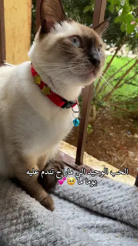 #cat #catsoftiktok #explorer #catlover #trand 