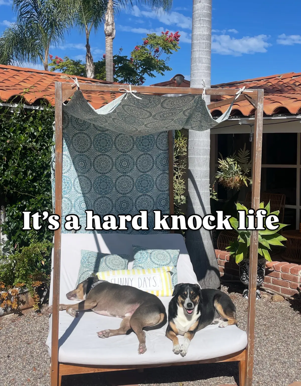 moose and Ava have fully adapted to California.  #advancedadulting #pets #pitbull #dogs #dogsoftiktok 