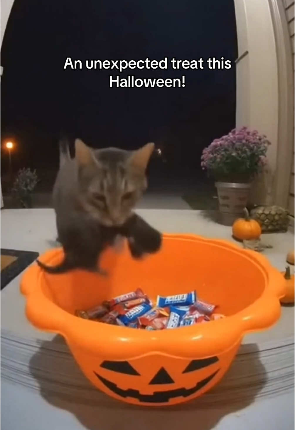 Trick or treat in the cat distribution system 😍 mother cat lays kittens to rest in candy bowl captured by ring door bell 😂 #kittens #catsoftiktok #funnycats 