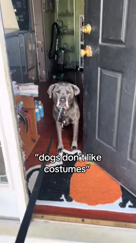 like how did we get here #foryou #viral #foryoupage #dogs #dunkindadawg   (also excuse the fact my kitty marzi is outside, she doesn’t go out unattended but she does like going outside when i’m with her for a couple minutes LOL) 