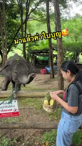 เสียงๆ เรียกให้ไปป้อมขนม ยื่นงวงฮึ่บๆ ตะมุตะมิแต่กินเร็วกินแซ่บ กินจนดัง กินจนพี่จอง คัลแลน น้องแดน มาช่วยกันป้อน อ้อนเก่งไม่ไหว #พังใบบุญควาญเคน #ใบบุญลูกพ่อโจโจ้ #คชบาลแห่งชาติ #ศูนย์อนุรักษ์ช้างลําปาง #babyelephant 