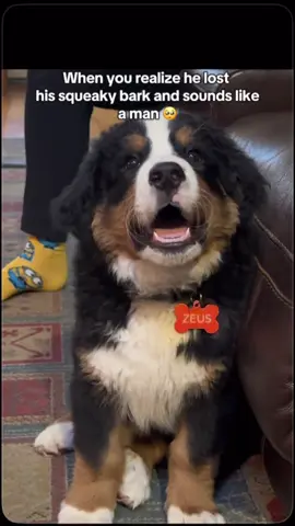 He’s all grown up now🥺 my little man turns one soon my zeusie  #dogsoftiktok #bernesemountaindog #bernese #puppytiktok #bark 